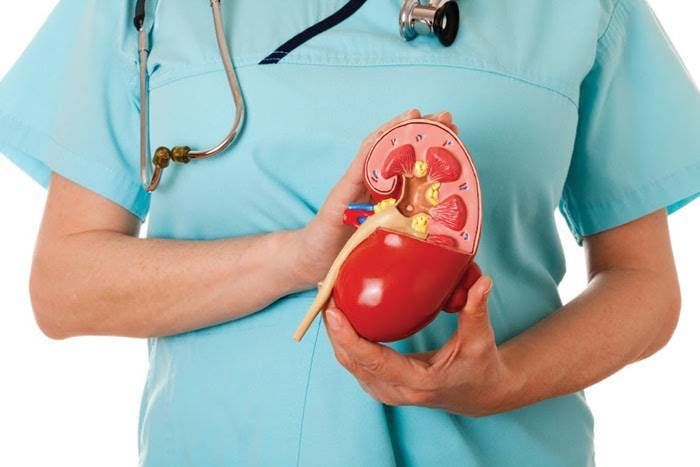 kidney diseases, kidney diseases in summers, kidney hospitals of jodhpur, kidney treatment specialist in jodhpur, hospitals in jodhpur, health news, jodhpur news हमारी किडनी पर यूं भारी पड़ रहा गर्मी का मौसम, कहीं आपको तो नहीं हो रहे ये रोग