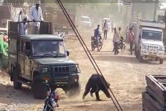 वीडियो देखें कैसे छकाया भालू ने:शहद के चक्कर में शहर में आकर फंसा भालू, तीन घंटे वन विभाग को छकाया