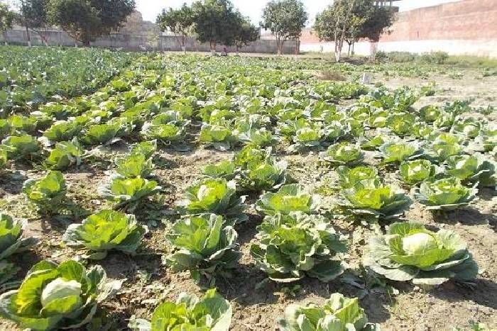 Prisoners growing vegetables जेल में कैदी उगा रहे सब्जियां