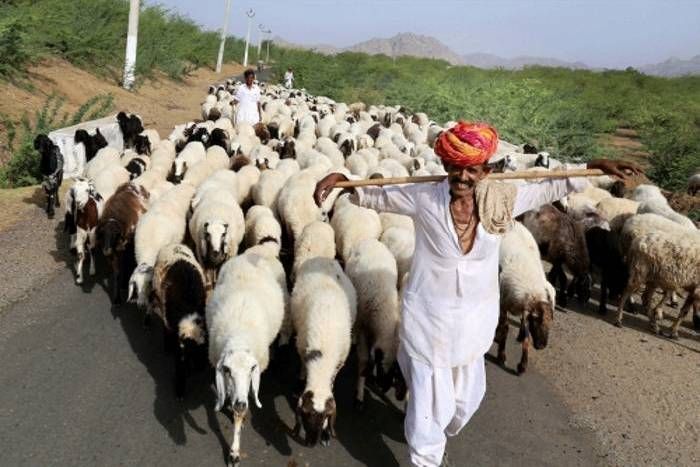 Sheep's Life Insurance Policy लो जी अब भेड़ों का भी होगा जीवन बीमा