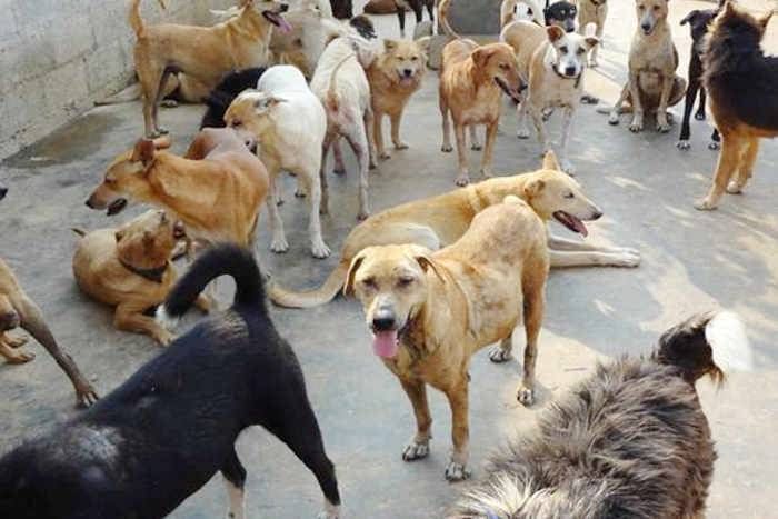 Dog Swarm Cut The Innocent In Chittorgarh श व न क झ ड न म स म क क ट आय क त क ख ल फ दर ज कर य म मल Patrika News