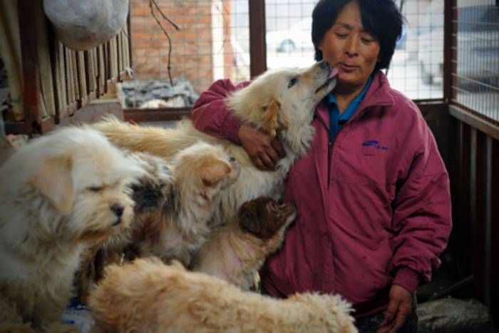 china one dog police चीन: अब कुत्ता पालन पर 'वन-डॉग' नीति लागू, 400 युआन देकर कराना होगा रजिस्ट्रेशन