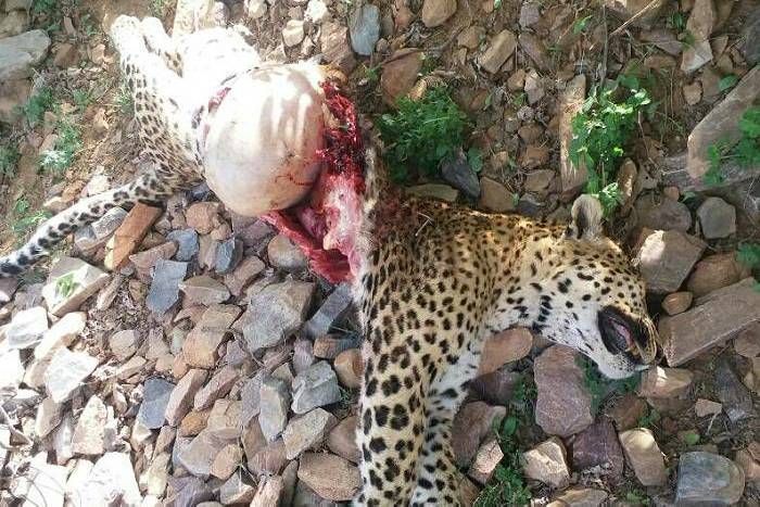 panther PHOTOS: जयपुर में बड़े बघेरे ने यूं छोटे का पेट फाड़ दिया, डेडबॉडी के अंदर से निकली फुटबॉल जैसी आकृति