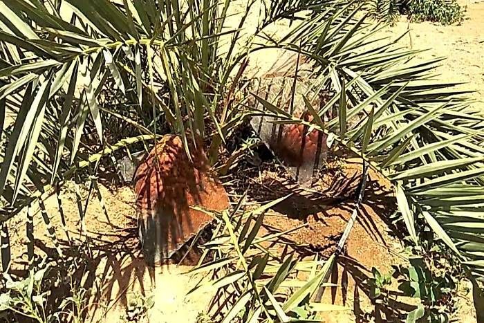 date palm bumper production in jodhpur, date palm production in jodhpur, farming of date palm in jodhpur, CAZRI, tissue culture technique, jodhpur news जोधपुर में यहां पहली बार हुई खजूर की बंपर पैदावार, आप भी लें इसका स्वाद