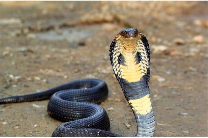 snake bite, snake, cobra सांप के डसने के बाद इस आदमी ने अपनी बीवी को काटा, वजह जान कर हैरान रह जाएंगे आप