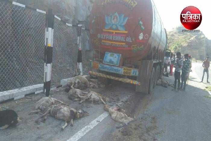 उदयपुर सड़क पर मौत का तांडव : रेवड़ पर चढ़ा टेंकर, 50 से अधिक भेड़ों की मौत, सड़क रंगी खून से