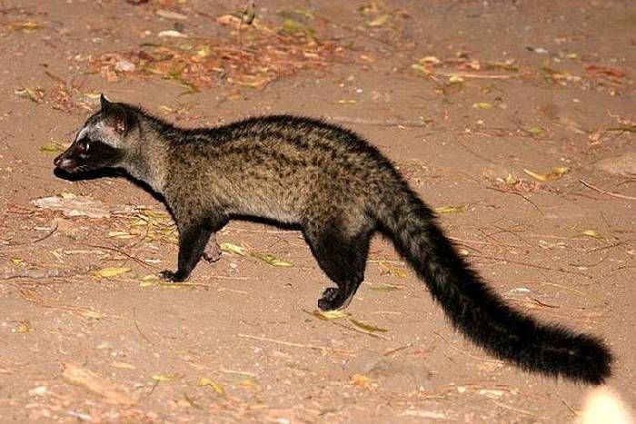 Civet biju बीकानेर में पहली बार दिखाई दिया सिवेट बिज्जू