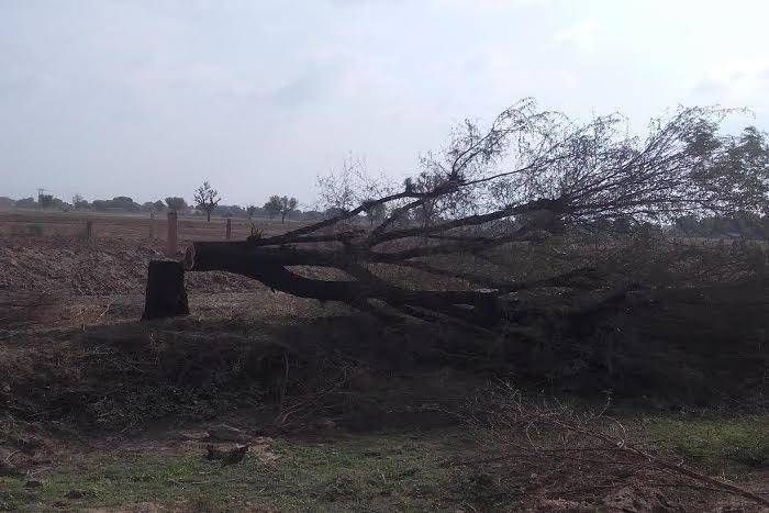 tree cutting at highways of jodhpur, harit rajasthan yojana, trees on highways of jodhpur, illegal tree cutting in jodhpur, environment of jodhpur, greenery in jodhpur, varieties of trees in jodhpur, jodhpur news जोधुपर के इस हाई-वे पर विकास के नाम पर हजार पेड़ों की बलि, करोड़ों खर्च कर लगाए पौधे भी नहीं बचे!