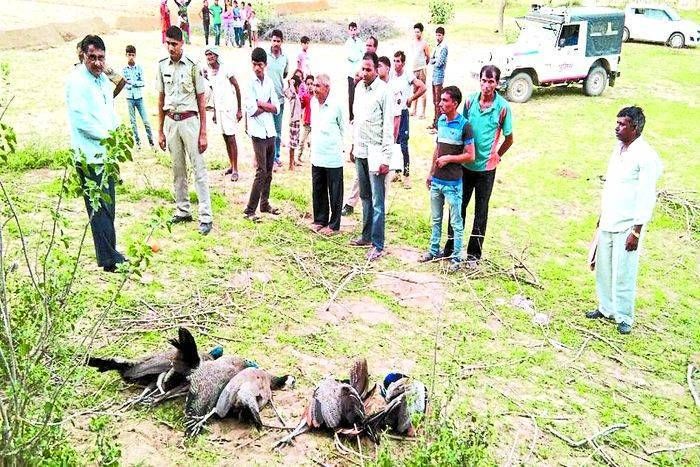 खेत में एक दर्जन से अधिक मृत अवस्था में मिले मोर, जिसको सुनकर गांव में मचा हड़कंप...