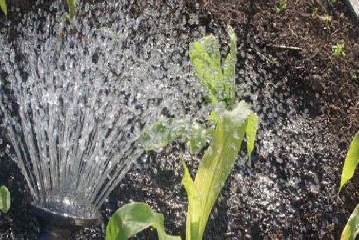 plants पिछले साल रोपे पौधे सूखे, इस बार 60 लाख पौधरोपण की तैयारी