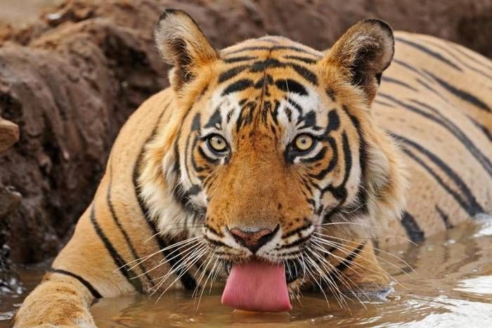 royal Bengal Tiger 'गोल्डन' वुल्फ के बदले जोधपुर को मिलेंगे रॉयल बंगाल टाइगर, पर दहाड़ गूंजने में बाधक है ये वजह