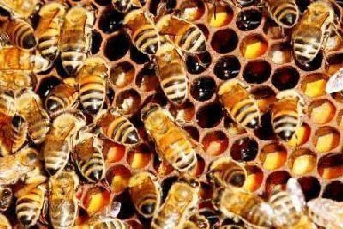 honey bee attack on people
यह बनी लोगों की जान की दुश्मन, इतने लोगों को बनाया अपना निशाना