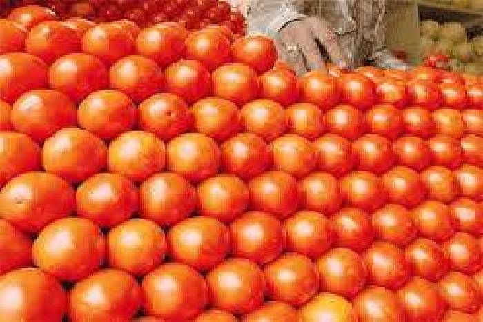सुर्खियों में टमाटर, कोटा में 80 रुपए प्रति किलो हुए दाम...