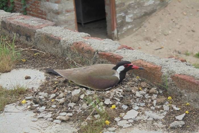 Titri egg at rajsamand टिटहरी ने छत और नाले में दिए अंडे : बारिश के संकेत पर बन गए असमंजस के हालात
