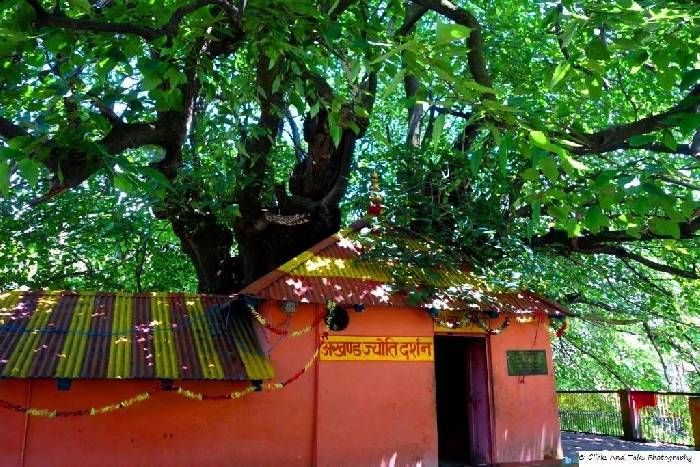 Kalpavriksha of mangliyawas हजारों साल पुराने हैं यहां के कल्पवृक्ष, श्रद्धालु कभी नहीं लौटते खाली हाथ