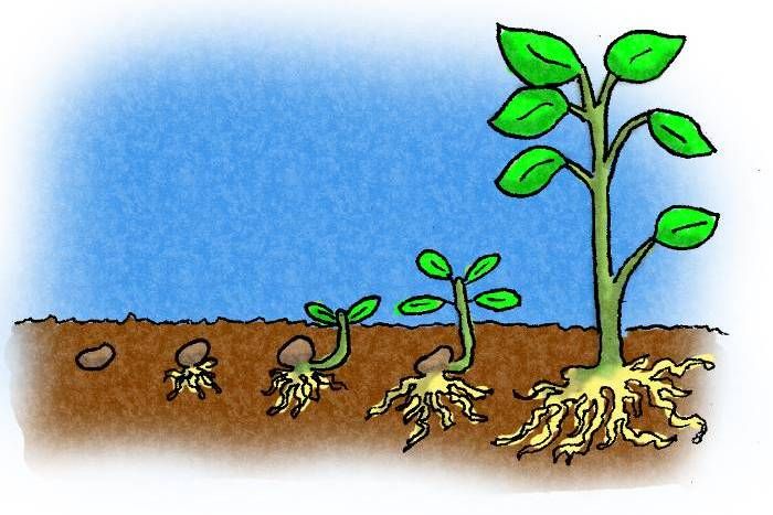 Life cycle of plants is not possible without nutrients पोषक तत्वों के बिना पौधों का जीवन चक्र संभव नहीं