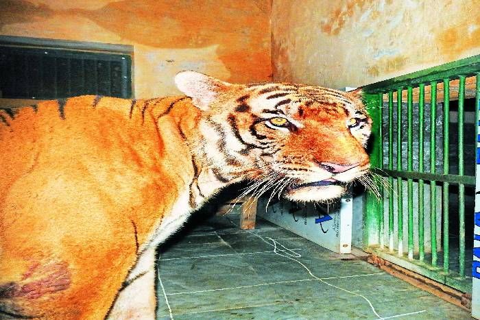उदयपुर के बायोलोजिकल पार्क में पहुंचे दो नए मेहमान, 21 दिन के बाद छोड़ेंगे डिस्प्ले जोन में