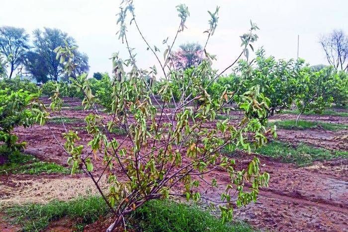 barish nhi hui आखिर...बारिश नही हुई तो ऐसा क्या हुआ देखे