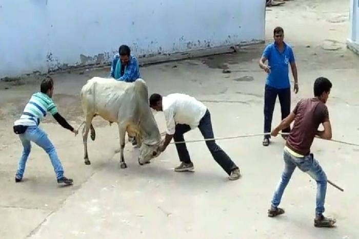 कोटा की सड़कों पर भिड़े 6 सांड, 3 घंटे सांसत में रही जान