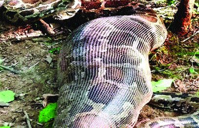 देखते ही देखते बकरी को निगल गया अजगर