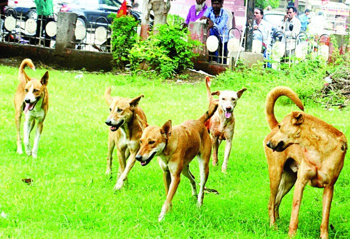 गलती से कुत्ते का जूठा पी लिया, चार बच्चों सहित 9 बीमार