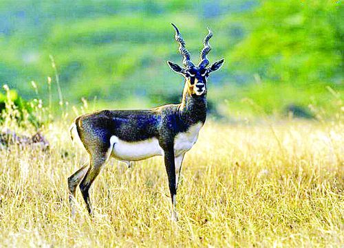 कृष्ण मृग बढ़े, बनेगा प्रदेश का पहला कंजर्वेशन सेंटर