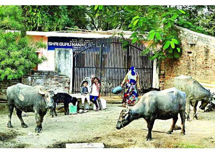 dairy भैंस पालने के लिए एक भैंस के जमा करने पड़ेंगे 15 सौ रुपए, जानिए क्या है माजरा