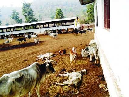 गौशाला में हुई थी मवेशियों की मौत के जिम्मेदारों को बचा रहा प्रशासन!