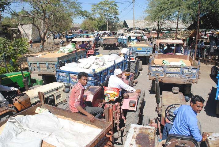 तीन दिन बाद खुली मंडी में तीन सौ रुपए तक गिर गए गेहूं के दाम