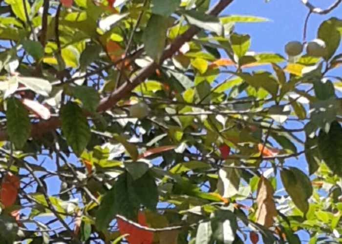 Rudraksha Tree Flourished In Lmhetagat à¤¯à¤¹ à¤«à¤² à¤« à¤² à¤°à¤¹ à¤¶ à¤µà¤ à¤ à¤ à¤¸ à¤ à¤ à¤«à¤² Patrika News Rudraksha is a larged genus of trees distributed from india. rudraksha tree flourished in lmhetagat