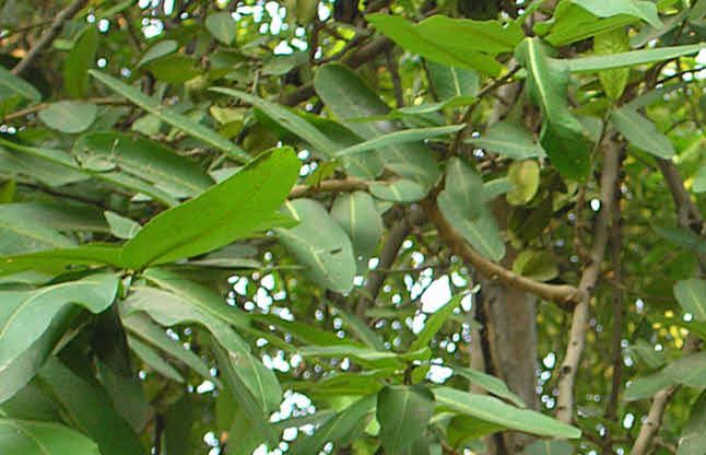 Arjuna Tree Will Heal Cancer Good News à¤à¤° à¤ à¤¨ à¤ à¤ª à¤¡ à¤¸ à¤¹ à¤ à¤ à¤¸à¤° à¤ à¤à¤² à¤ Patrika News Arjuna bark / arjun ki chaal (ارجن کی چھال) also known as terminalia arjuna, is a tree bark that is used medicinally in ayurveda for the purposes of cardiovascular health pertaining to the heart itself. arjuna tree will heal cancer good