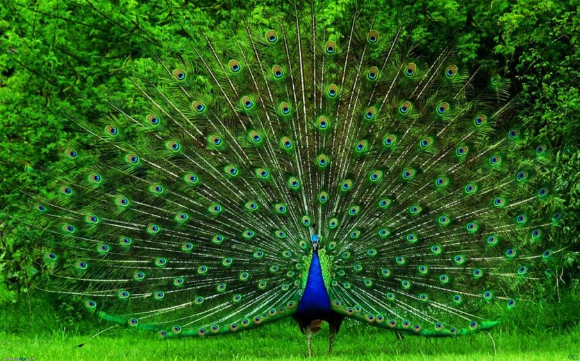 national birds of india and statewise à¤ à¤¸ à¤° à¤ à¤¯ à¤ à¤ à¤¨ à¤¸ à¤ªà¤ à¤· à¤¹ à¤° à¤à¤ à¤¯ à¤ªà¤ à¤· patrika news national birds of india and statewise à¤ à¤¸ à¤° à¤ à¤¯ à¤ à¤ à¤¨ à¤¸ à¤ªà¤ à¤· à¤¹ à¤° à¤à¤ à¤¯ à¤ªà¤ à¤· patrika news