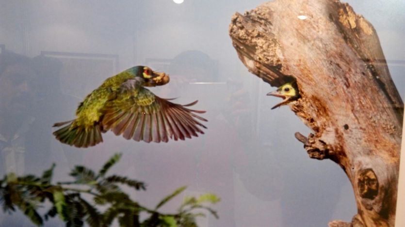 Bird Festival in Agra जानिए दुनिया के पहले बर्ड फेस्टविल के बारे में